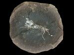 Pennsylvanian Fossil Shrimp (Pos/Neg) - Mazon Creek #70625-3